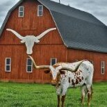 BarnHorn