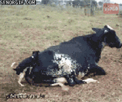 IMG_1623.gif.fc71bdaddfd4e9f16902894378ef28de.gif