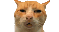 huh-confused.gif.dad0a17da0d9925589c73cc031785547.gif