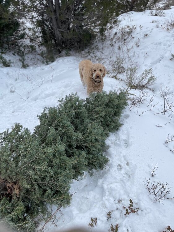 Chester tree.jpeg