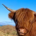 BevosScottishCousin