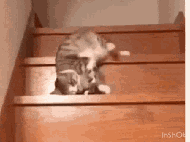 image.gif.25ac9539143eebaa7f88267d053808a6.gif
