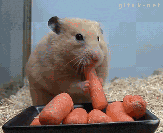 image.gif.309e8a694f6901de1bec17e33b03cf20.gif