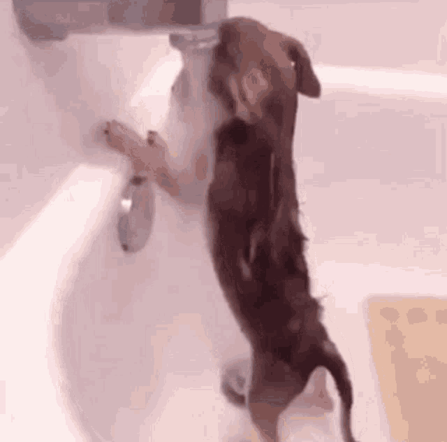 image.gif.62e28cacf3ba36f6db668f34a761e855.gif