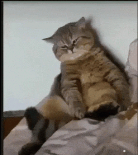 image.gif.ca826f4bc90565dabc968436c90100ab.gif
