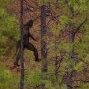 texasbigfoot