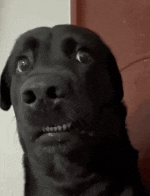 wut-huh.gif.e1a1a0e3ecf034d0c561a10771a99137.gif