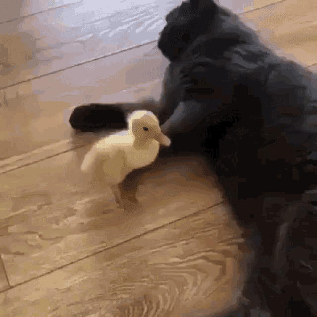 cats-duckling-kick-duck.gif.836acee767a02f5a19b42a9e4dbe4e8c.gif