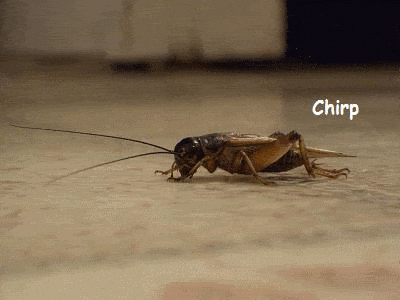 image.gif.9b88ef78eda4e38cda2f8644c85628e0.gif