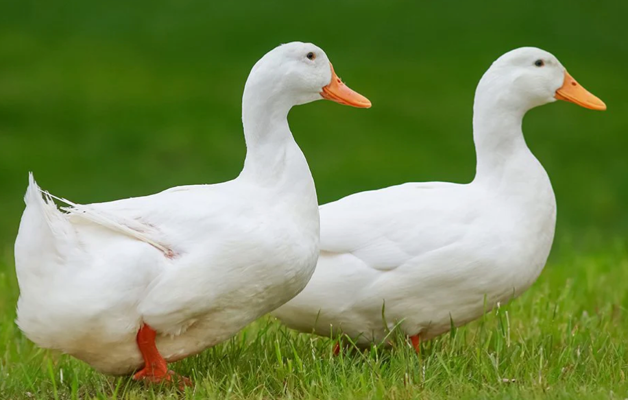 image.png.54a4ab4af8f7d9d42c8fce70cf54de3f.png